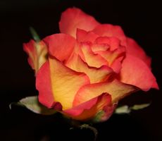 Rose-112.jpg